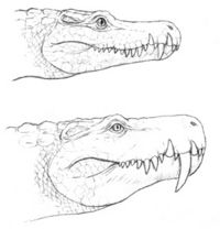 File:Felisuchines.jpg