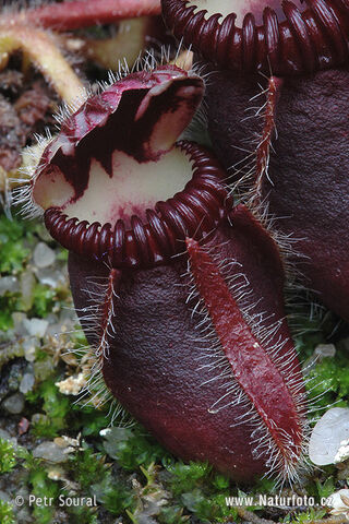 File:West-australian-pitcher-plant-0270.jpg