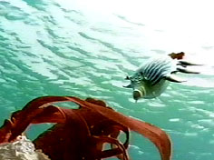 File:01886208911000.jpg