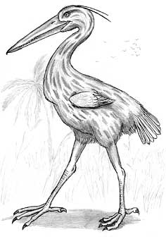 Gravarda