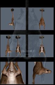 Trichopteryx