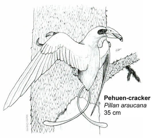 File:Pehuen cracker.jpg
