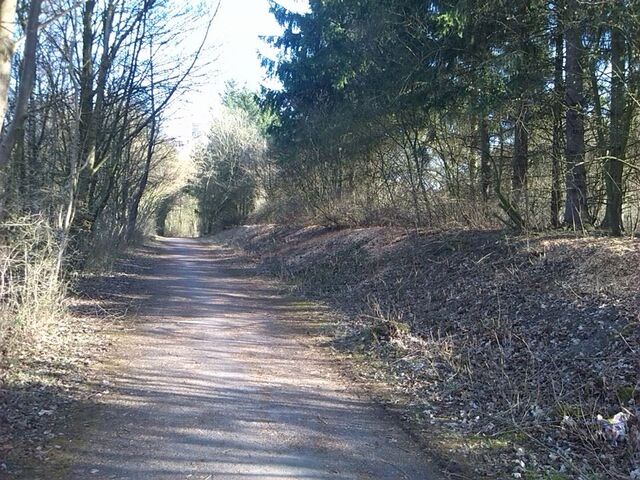 Datei:Wald 2.jpg