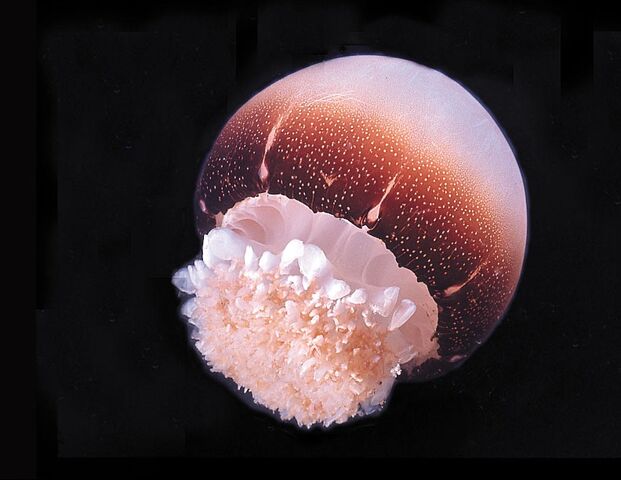 File:CannonballJellyfishReal.jpg