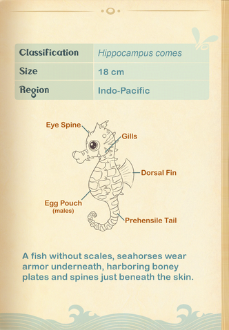 File:Tiger-tail Seahorse§Aquapedia2.png
