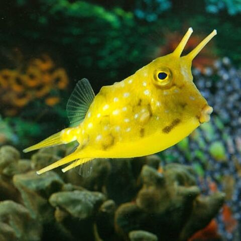 File:LonghornCowfishReal.jpg