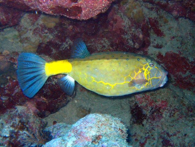 File:YellowBoxfishReal.jpg