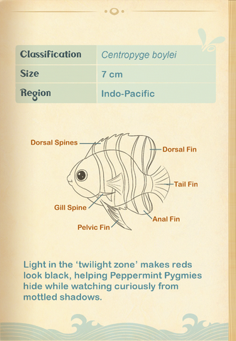 File:Peppermint Pygmy Angelfish§Aquapedia2.png