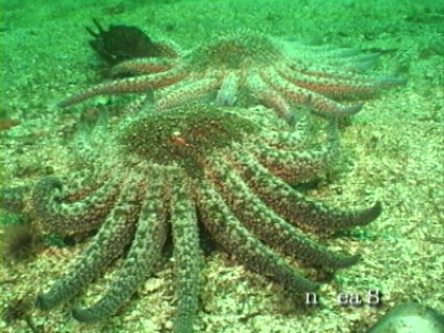 File:Case of the Sponge Bob 051.png