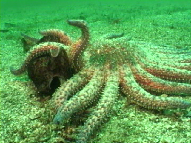 File:Case of the Sponge Bob 052.png