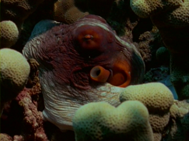 File:Case of the Sponge Bob 104.png