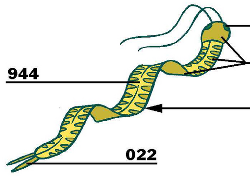 File:Primeval tapeworm.png