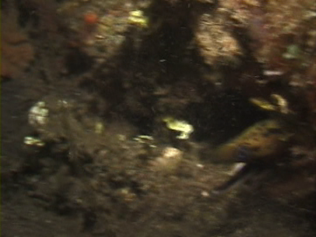File:Case of the Sponge Bob 135.png