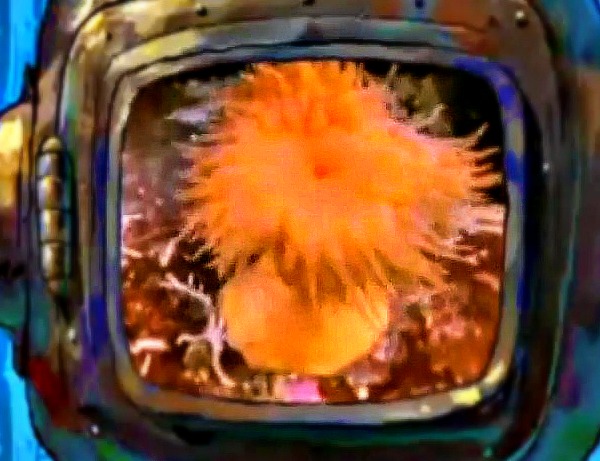 File:Anemone.jpg
