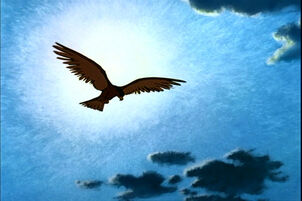 Hawk
