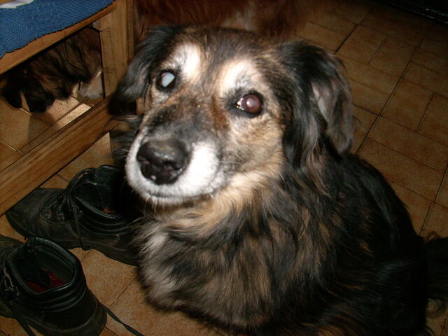 File:Gizmo2.jpg