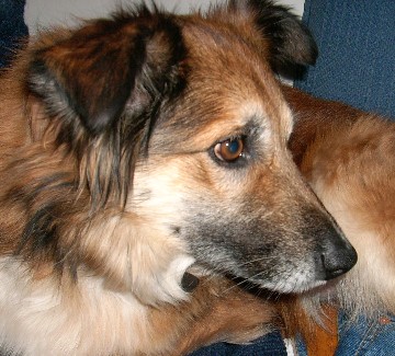 File:Dobby.jpg