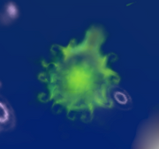 Cell Seaweed