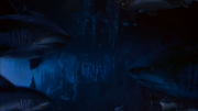 GreatWhiteSharks
