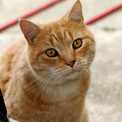 Bestand:Kat.jpg