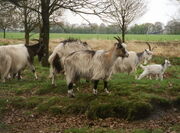Stone Goat.jpg