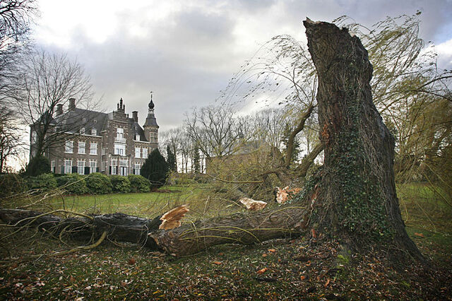 Bestand:Treurwilg.jpg