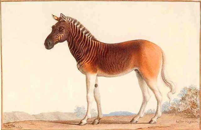 Bestand:Quagga.jpg