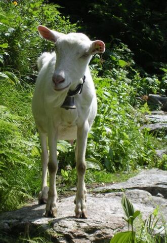 Bestand:Kinderboerderij - geit.jpg
