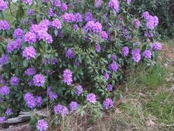 Pontische rododendron