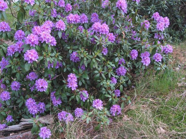Bestand:Pontische rododendron.jpg