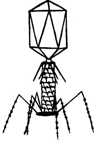 File:Image1.jpg
