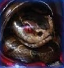 Snake SCPortrait