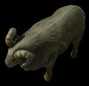 Sheep SC2 Rend1