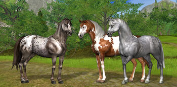 Starterhorse3