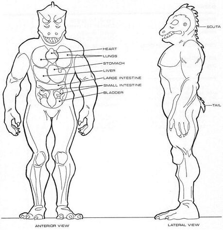 File:Homo lacertae physiology.jpg