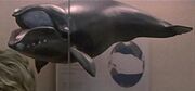 Right whale