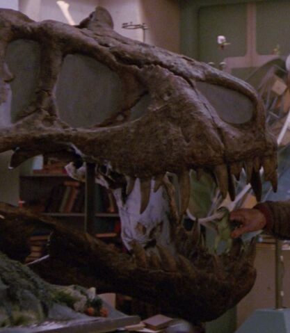File:Tyrannosaurus rex skull.jpg
