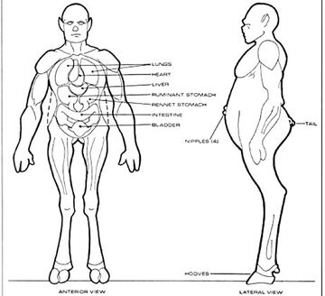 File:Homo cygni physiology.jpg