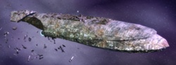 Fregata MC30c.jpg