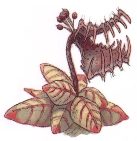 File:Tooke-trap plant.jpg