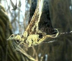 Bog-Wing.jpg