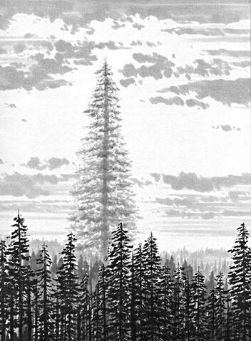 File:Endor Father Tree.jpg