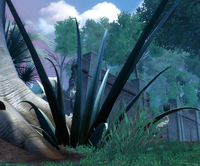 Octogave plant