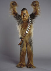 Chewie01234.jpg
