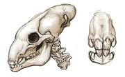 Utai Skull