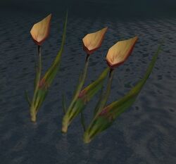 Sapflowers