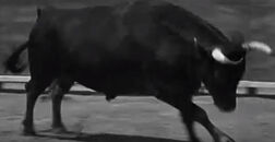 Angry Bull