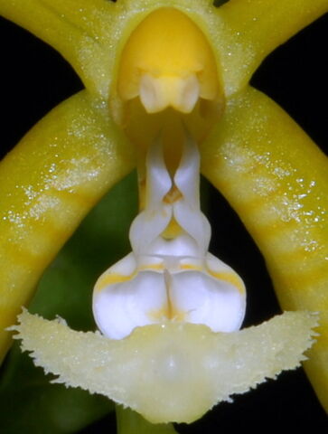 Plik:Phalaenopsis mannii flava budowa.jpg