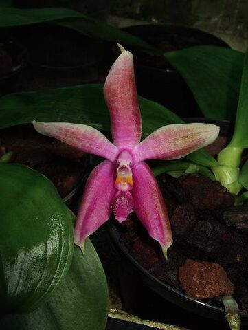 Plik:Phalaenopsis Corning's Bell.jpg