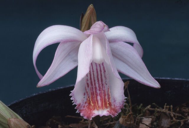 Plik:Pleione coronaria.jpg